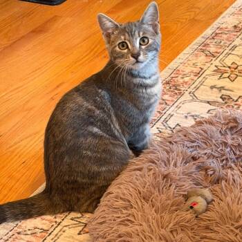 Ruthie -  Domestic Short Hair Cat for Adoption in Hopkinton, Massachusetts - Ruthie | PetCurious