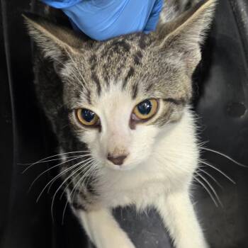 Periwinkle -  Domestic Short Hair Cat for Adoption in Newark, New Jersey - Periwinkle | PetCurious