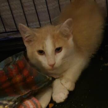 Huey -  Domestic Short Hair Cat for Adoption in Grantsville, Utah - Huey | PetCurious