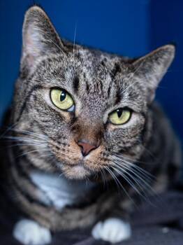 LILLY -  Domestic Short Hair Cat for Adoption in Boston, Massachusetts - LILLY | PetCurious
