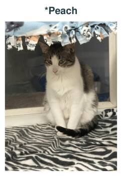 Peach -  Domestic Short Hair Cat for Adoption in Richland Center, Wisconsin - Peach | PetCurious