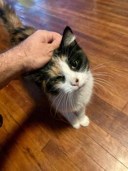 Rescue Domestic Medium Hair Cats for Adoption in Los Angeles, California - Shirley | PetCurious