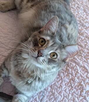 Domestic Medium Hair Cats Available for Adoption - Ashley | PetCurious