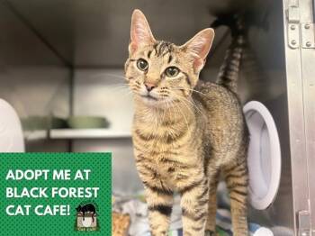 ACORN -  Domestic Short Hair Cat for Adoption in Fort Wayne, Indiana - ACORN | PetCurious