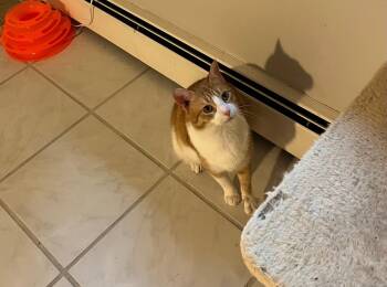 Marmalade -  Domestic Short Hair Cat for Adoption in Derry, New Hampshire - Marmalade | PetCurious