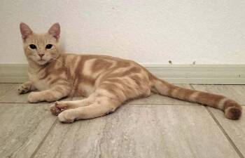 Sammy 3 -  Domestic Short Hair Cat for Adoption in Tucson, Arizona - Sammy 3 | PetCurious
