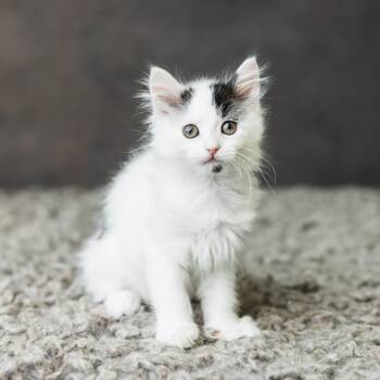 Rescue Domestic Short Hair Cats for Adoption in Saint Paul, Minnesota - Henrietta | PetCurious