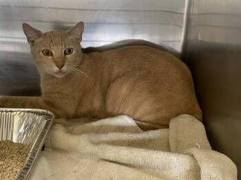 Domestic Short Hair Cats Available for Adoption in Tustin, California - SOL | PetCurious