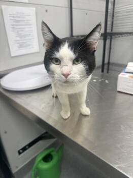 Eddie -  Domestic Short Hair Cat for Adoption in Sevierville, Tennessee - Eddie | PetCurious