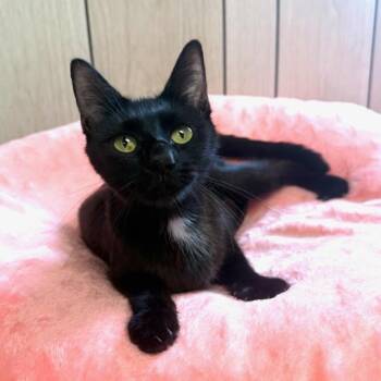 Goldie -  Domestic Short Hair Cat for Adoption in Greensburg, Pennsylvania - Goldie | PetCurious