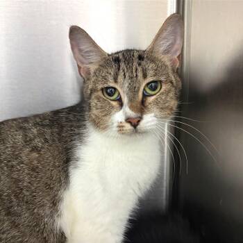 Dahlia -  Domestic Short Hair Cat for Adoption in Fort Lauderdale, Florida - Dahlia | PetCurious
