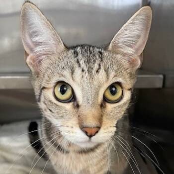 Rescue Domestic Short Hair Cats for Adoption in Hawthorne, California - Furrlicity | PetCurious