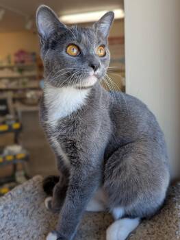 Rescue Domestic Short Hair Cats for Adoption in Madison, Wisconsin - Hera | PetCurious