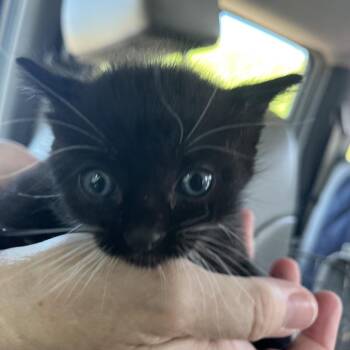 Domestic Short Hair Cats Available for Adoption in Lake Jackson, Texas - Bonnie | PetCurious