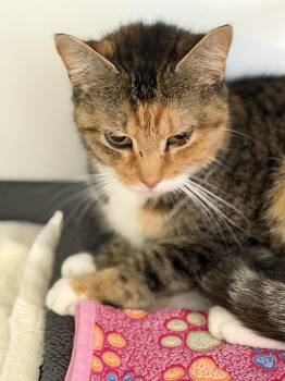 Cookie -  Domestic Short Hair Cat for Adoption in Warren, Ohio - Cookie | PetCurious