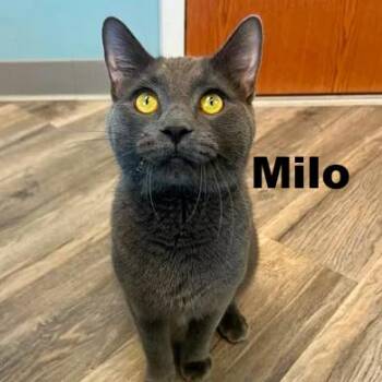 Milo 260178 -  Domestic Short Hair Cat Available for Adoption in Gladstone, Michigan - Milo 260178 | PetCurious