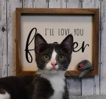Dalton -  Domestic Short Hair Cat for Adoption in Roanoke, Texas - Dalton | PetCurious