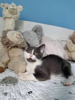Cove -  Domestic Short Hair Cat for Adoption in Ramsey, New Jersey - Cove | PetCurious