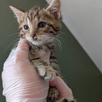 Theo -  Domestic Short Hair Cat for Adoption in Johnstown, Pennsylvania - Theo | PetCurious