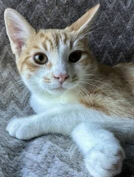 Rescue Domestic Short Hair Cats for Adoption in Woodstock, Ontario - Mindy | PetCurious