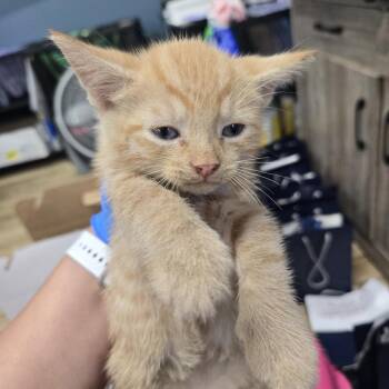 AHNJ-Stray-122212 -  Domestic Short Hair Cat for Adoption in Newark, New Jersey - AHNJ-Stray-122212 | PetCurious