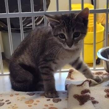 Domestic Short Hair Cats Available for Adoption in Cedar Rapids, Iowa - Audrey | PetCurious