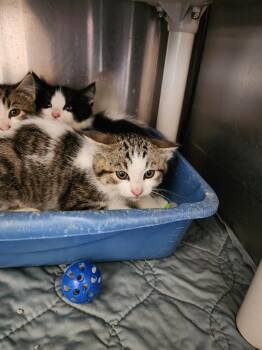 Thunder -  Domestic Short Hair Cat for Adoption in Virginia, Minnesota - Thunder | PetCurious