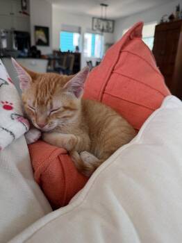 Stetson -  Domestic Short Hair Cat for Adoption in Millcreek, Utah - Stetson | PetCurious