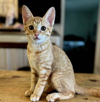 Rescue Tabby Cats for Adoption in Franklin, Tennessee - KITTEN LILY | PetCurious