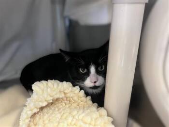 Rescue Domestic Short Hair Cats for Adoption in Palo Alto, California - DOMINO | PetCurious