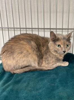 Rescue Domestic Short Hair Cats for Adoption in Rock Springs, Wyoming - Nala | PetCurious