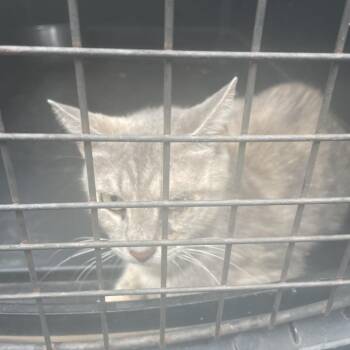 Shifty -  Domestic Short Hair Cat for Adoption in Lake Jackson, Texas - Shifty | PetCurious