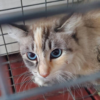 Rescue Siamese Cats for Adoption in Kansas City, Missouri - Peach | PetCurious