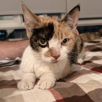 Sherri -  Domestic Short Hair Cat for Adoption in New York, New York - Sherri | PetCurious