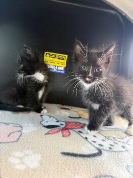Pickles -  Domestic Medium Hair Cat for Adoption in Hobbs, New Mexico - Pickles | PetCurious