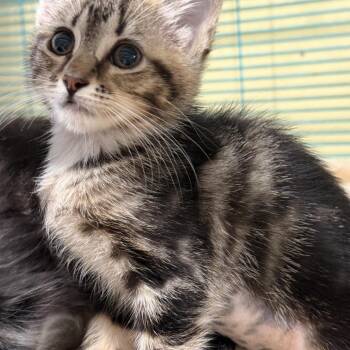 Junie -  Domestic Short Hair Cat for Adoption in NEW PT RICHEY, Florida - Junie | PetCurious