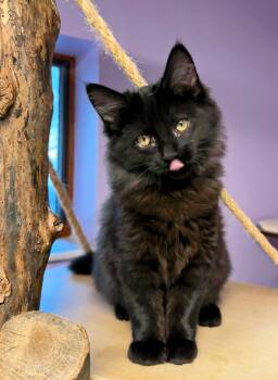 Rescue Domestic Medium Hair Cats for Adoption in Pittsburgh, Pennsylvania - Zoey | PetCurious
