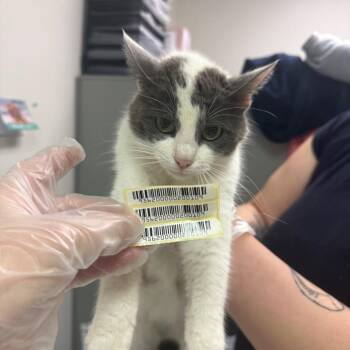 CeCe -  Domestic Short Hair Cat for Adoption in Charleston, West Virginia - CeCe | PetCurious