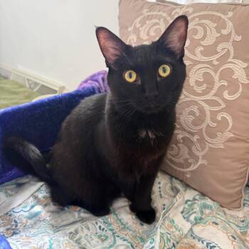 Eirene -  Domestic Short Hair Cat for Adoption in Greensburg, Pennsylvania - Eirene | PetCurious