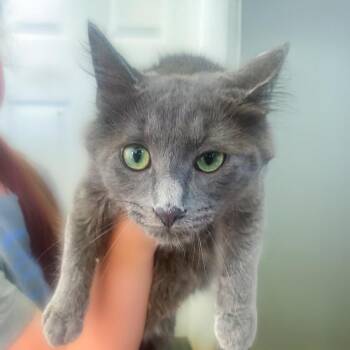 Woody -  Domestic Medium Hair Cat for Adoption in Chapel Hill, North Carolina - Woody | PetCurious