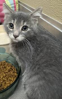 Evinrude -  Domestic Short Hair Cat for Adoption in Tomah, Wisconsin - Evinrude | PetCurious