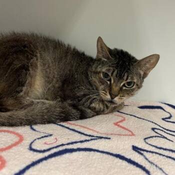 Domestic Short Hair Cats Available for Adoption in Hawthorne, California - Bernice | PetCurious
