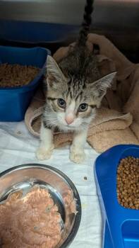 Rocky Mountain -  Domestic Short Hair Cat for Adoption in Evansville, Indiana - Rocky Mountain | PetCurious
