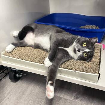 Rescue Domestic Short Hair Cats for Adoption in Antioch, California - Olivia | PetCurious