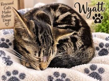 Wyatt -  Domestic Short Hair Cat for Adoption in Dalton, Georgia - Wyatt | PetCurious