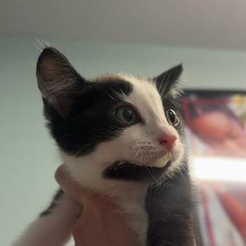 Pothos -  Domestic Short Hair Cat for Adoption in Edwardsville, Illinois - Pothos | PetCurious