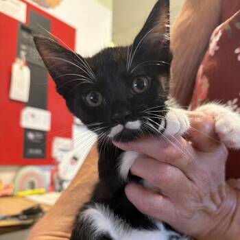 Bonnie -  Domestic Short Hair Cat for Adoption in Port Charlotte, Florida - Bonnie | PetCurious