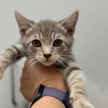 Domestic Short Hair Cats Available for Adoption in Fresno, California - Alvin | PetCurious
