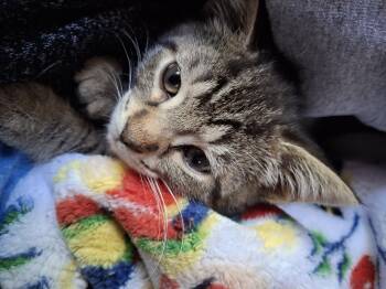 Mario & Luigi -  Domestic Short Hair Cat Available for Adoption in Philadelphia, Pennsylvania - Mario & Luigi | PetCurious