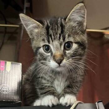Rescue Tabby Cats for Adoption in Sandy Hook, Manitoba - Storm | PetCurious